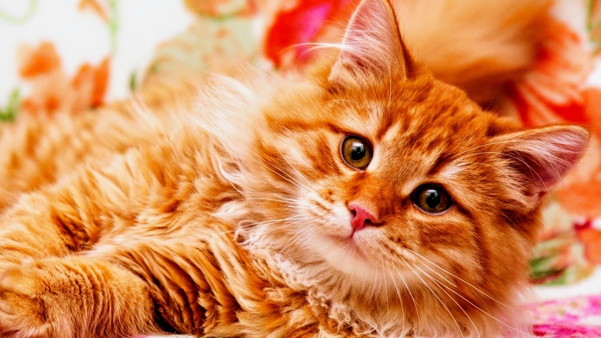 Картинки Яндекс