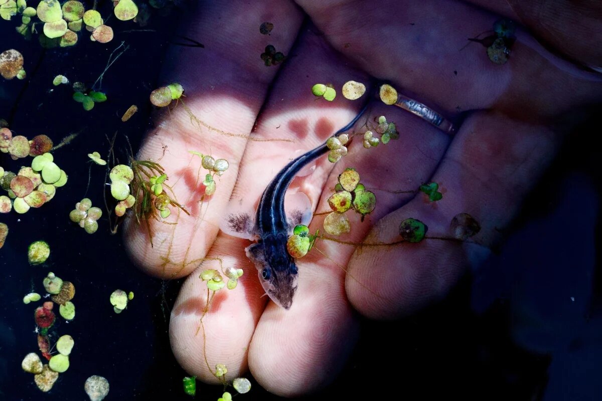    В гармонии с природой