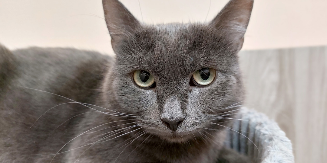 Кошка МЫШКА ищет дом🏡