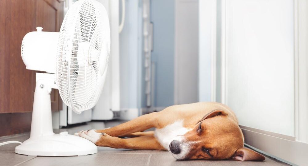 Каким будет лето в России в 2026 году: прогноз на июнь, июль и август