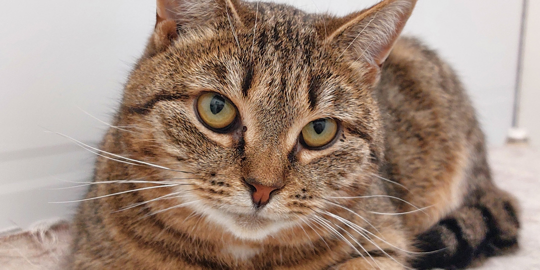 Кот МУШКЕТ ищет дом🏡