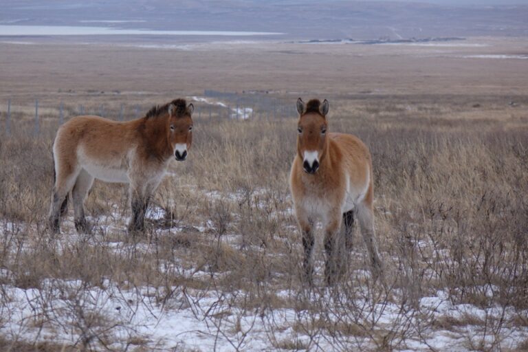    Про оренбургских «пржеваликов» в Хакасии сняли фильм Антон Пичурин