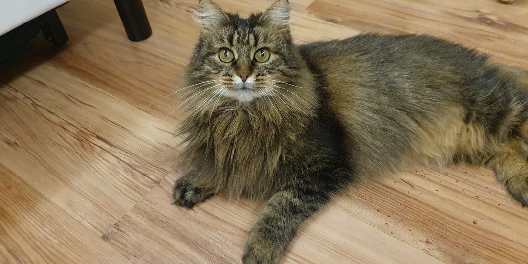 Она нам напоминает ту самую советскую умную Мурку, и мимо таких кошек проходить просто грех