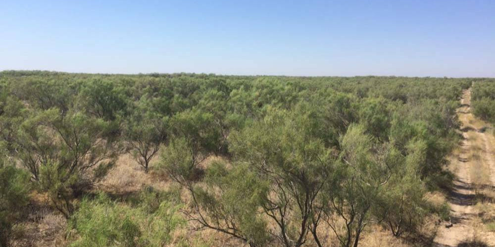 Источник: caravan-info.uz
