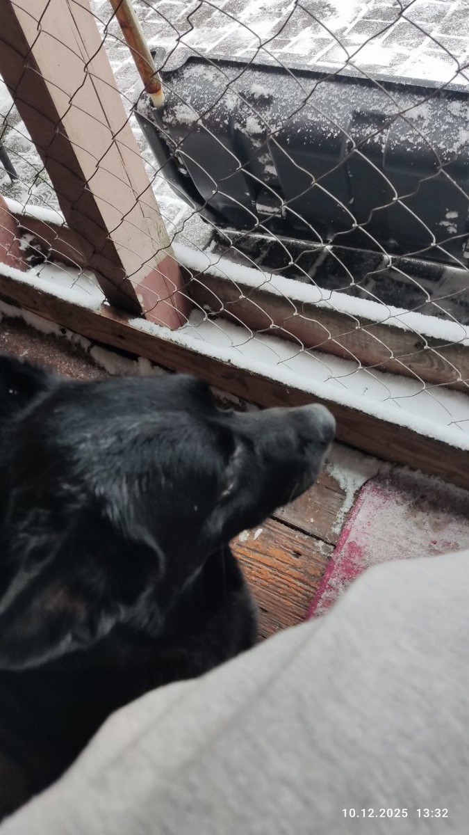 Булочка с прогулочки