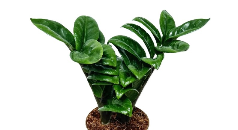 Zamioculcas zamiifolia 'Zamicro' или 'Zenzī' уход в домашних условиях