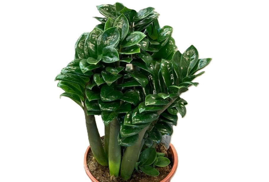 Zamioculcas Zenzī