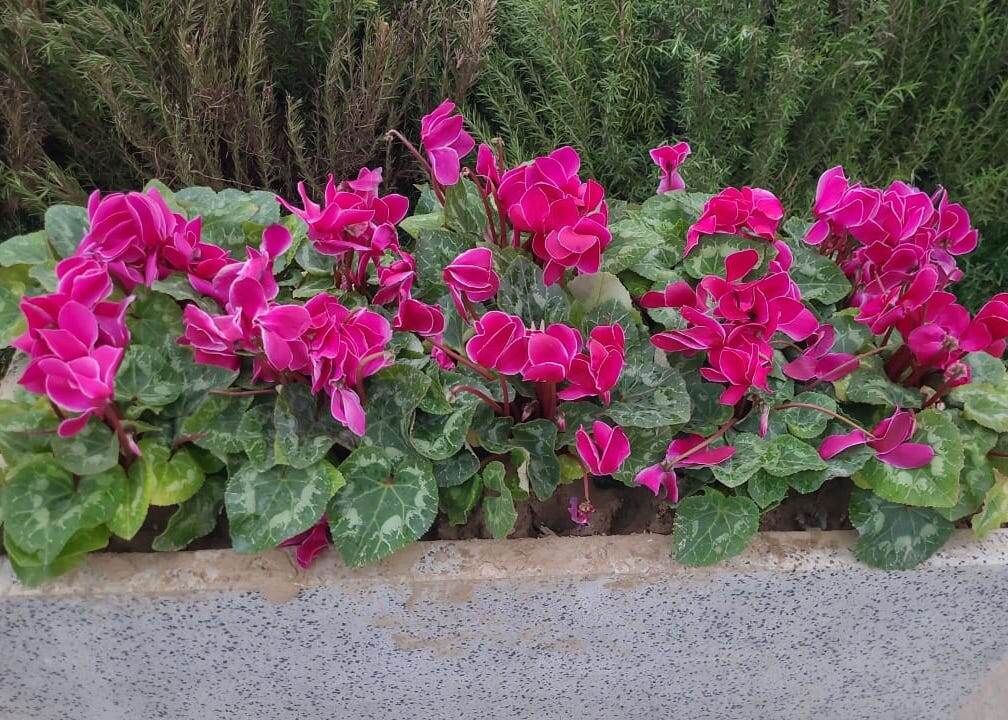 Вот такие красивые цветы можно встретить на улицах Ташкента в декабре