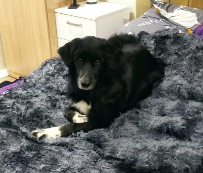 Истерзанная живодёрами в Пскове собака обрела новый дом
Фото: псковский приют «Шанс»