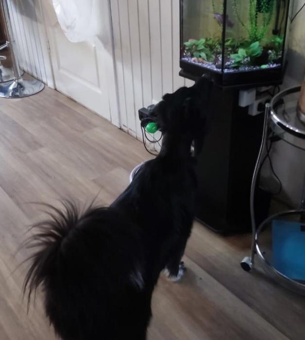 Истерзанная живодёрами в Пскове собака обрела новый дом
Фото: псковский приют «Шанс»