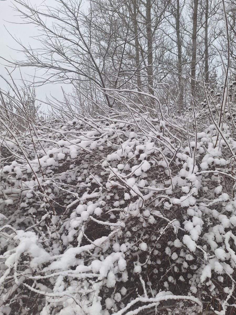 Скромные кусты спиреи принарядились. Фото - собственность автора канала "ТАК НАДО".