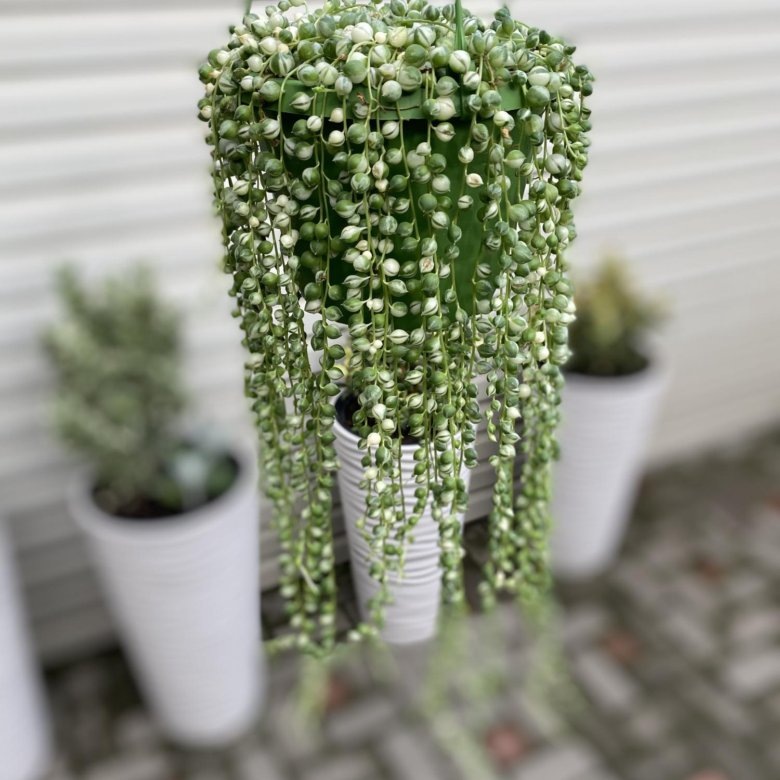 Фото для примера из интернета