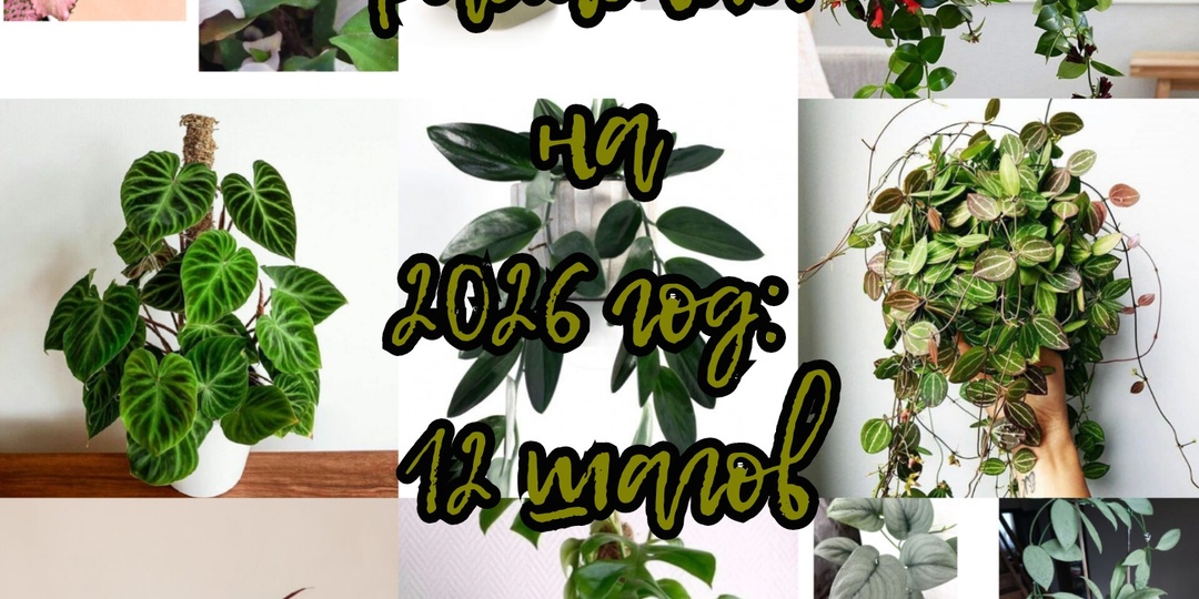 Виш‑лист комнатных растений на 2026 год: 12 шагов к пополнению коллекции