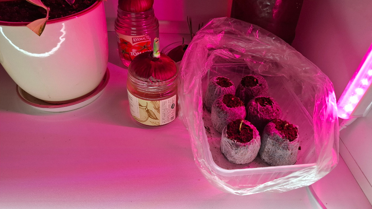 Во всех таблетках показались петельки всходов, а в двух даже потянулись вверх. Будем растить дальше. 