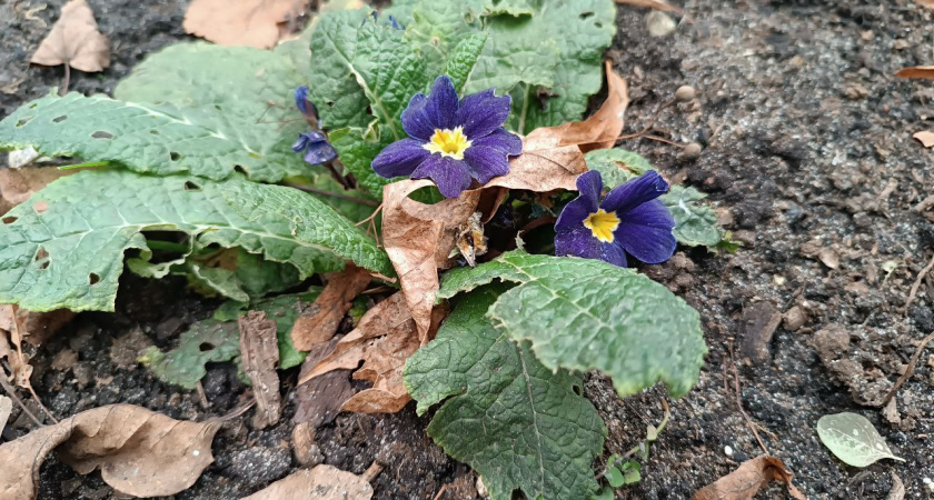    Пресс-служба администрации Калининграда