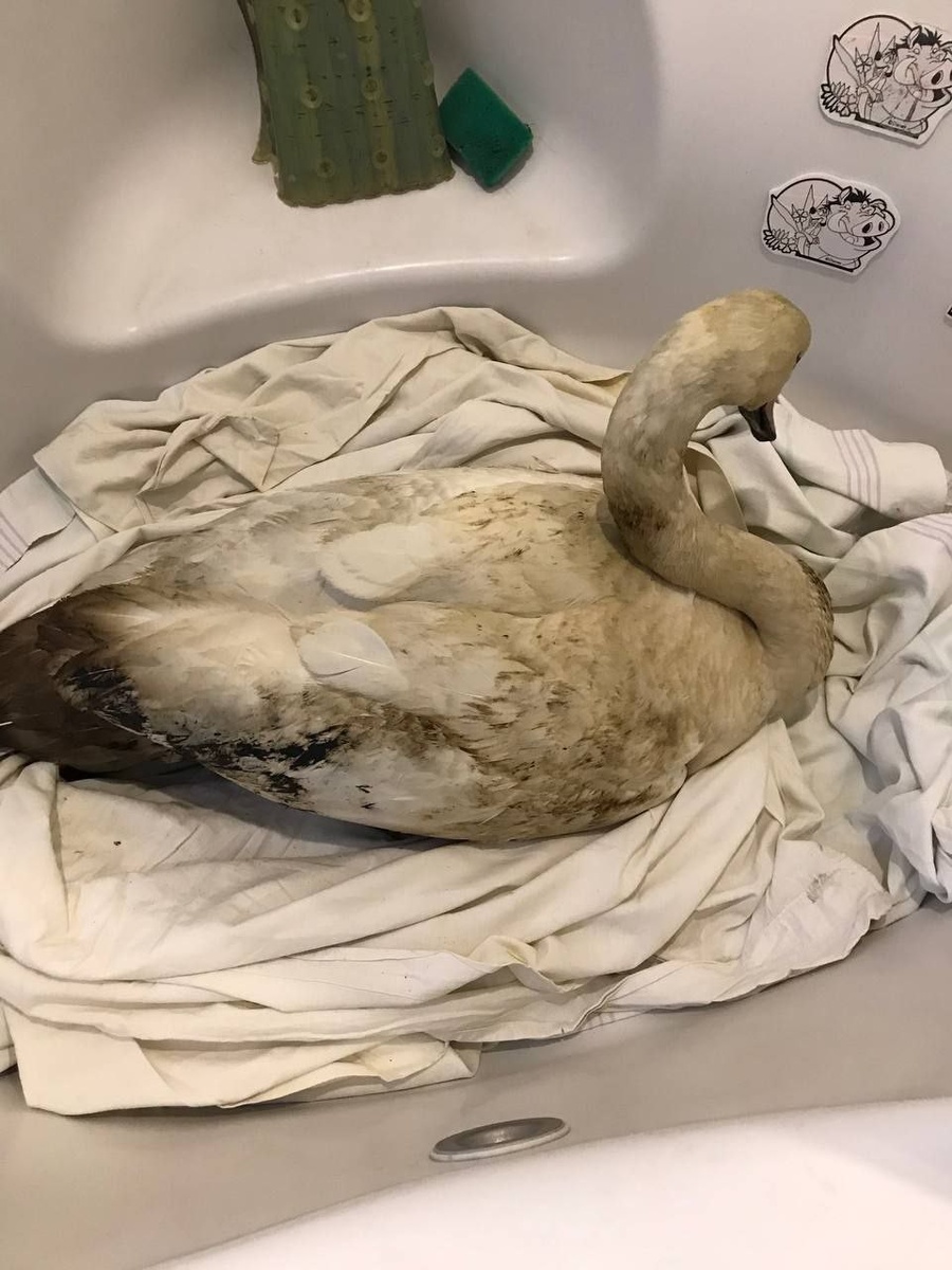    Все птицы испачканы нефтепродуктами. «Биосфера Балтики».