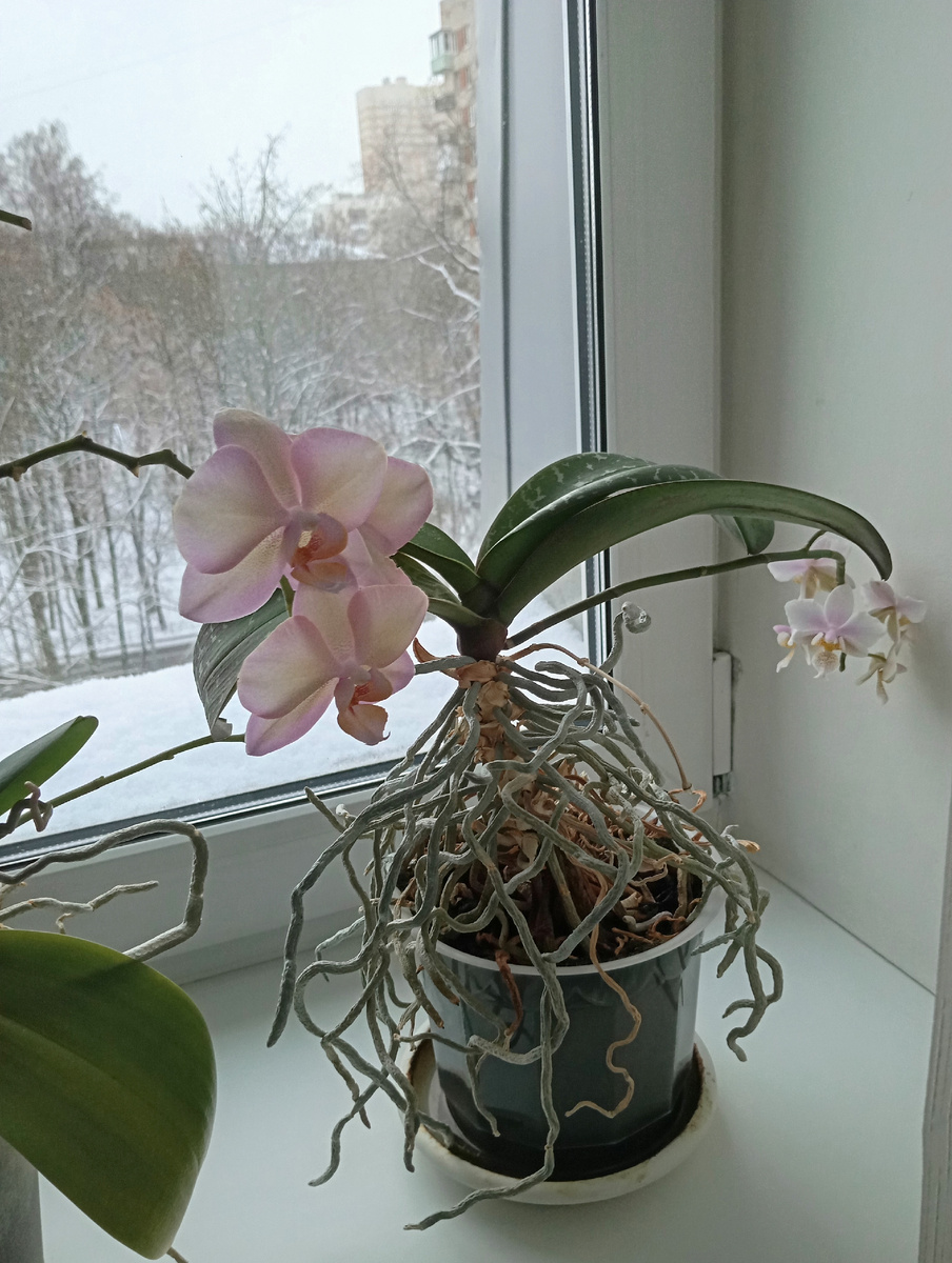Орхидея в кабинетеЛФК