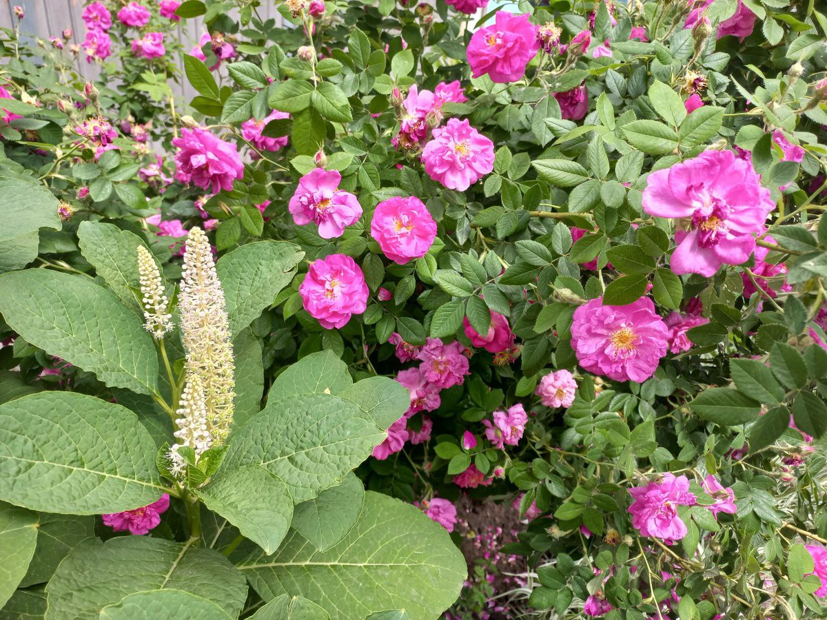 Фото автора.