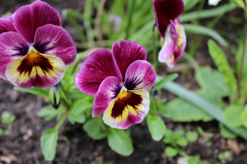 Цветы в саду летом. 