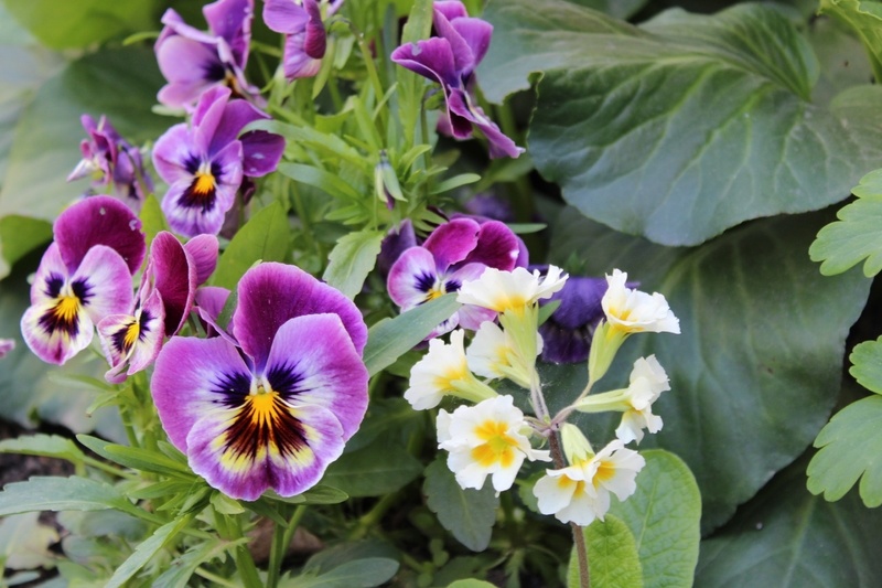 Анютины глазки особенно хороши весной. На фото они в сочетании с примулой