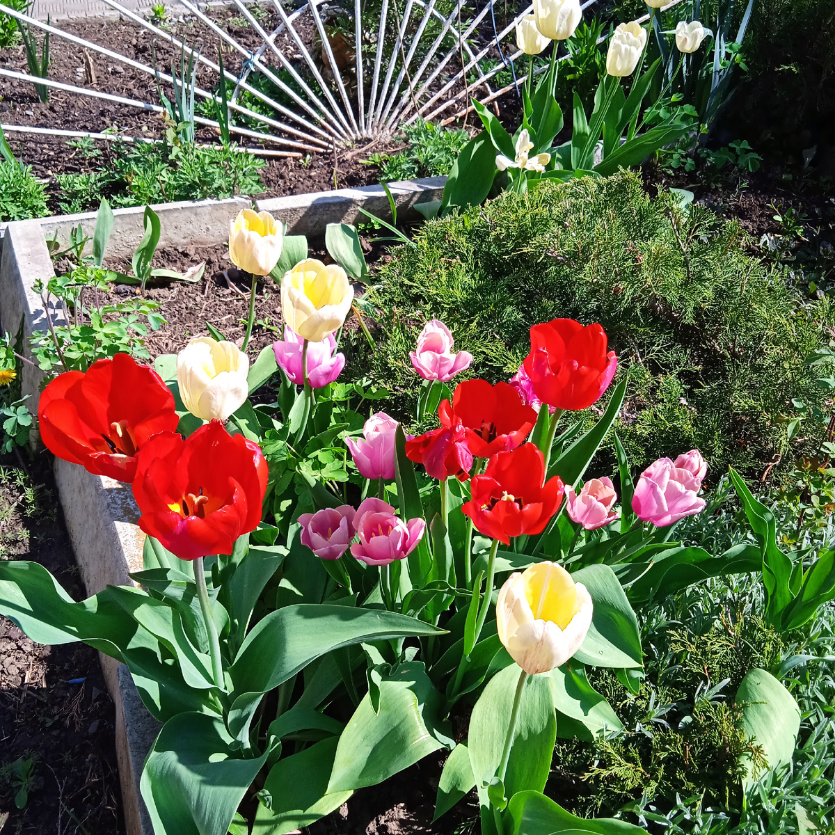 Апрель в моем саду