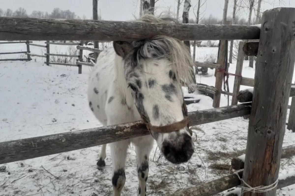    Уходя на «пенсию», многие из скакунов больше не приносят хозяину выгоды и тогда их увозят на скотобойню. От печальной участи некоторых долгожителей спасают волонтеры из благотворительного центра.