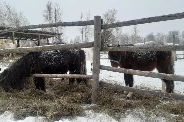    Фото: АиФ -Тюмень