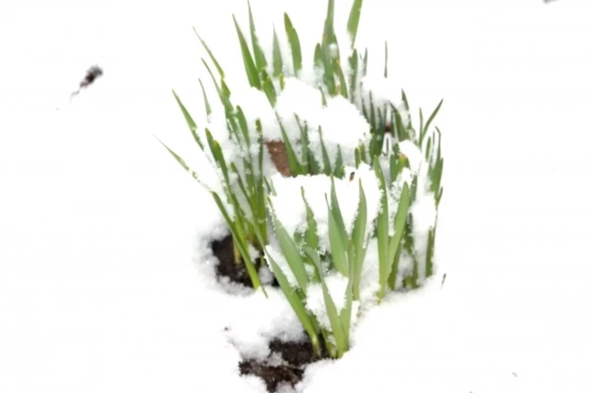    Рост сугробов в Тульской области обрадует любителей лыж и санок