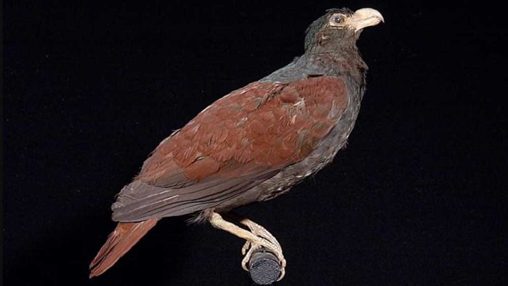     Фото: Wikimedia Commons/Naturalis Biodiversity Center