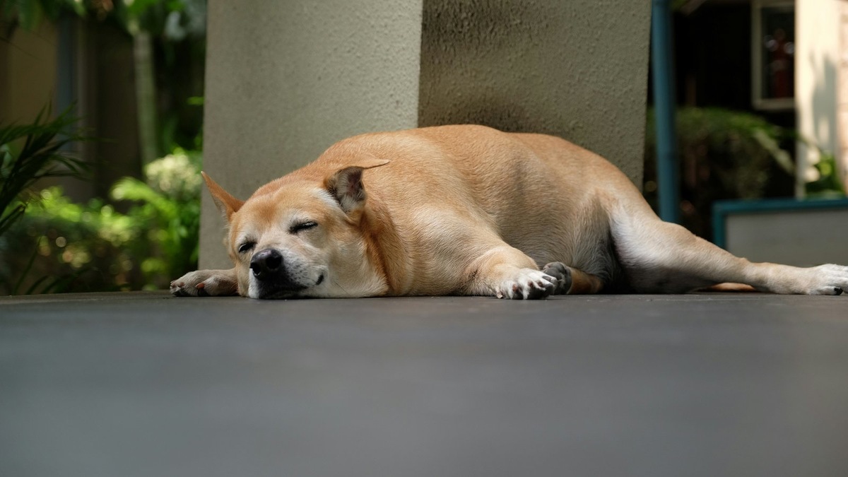    Ожирение напрямую угрожает жизни питомца