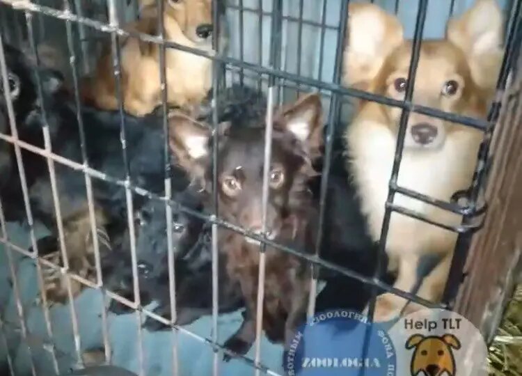 132 освобожденные из плена собаки из Самарской области обрели новые дома