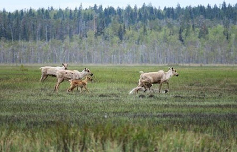    Фото: © Виктор Мамонтов