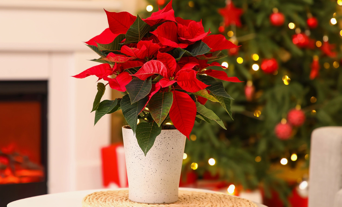 Источник фото: rbc.ru