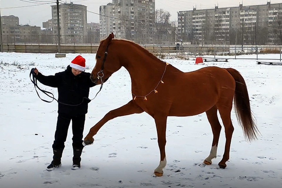    Маджестик - рыжий красавец. Александр ЖМУЛИН