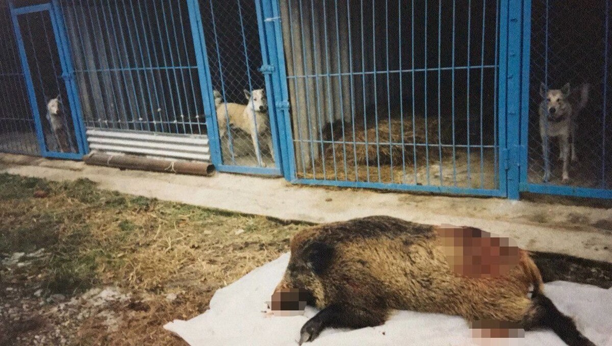    Самое опасное животное для охоты в Ростовской области — дикий кабан   предоставил Андрей Жищенко / rostovgazeta.ru