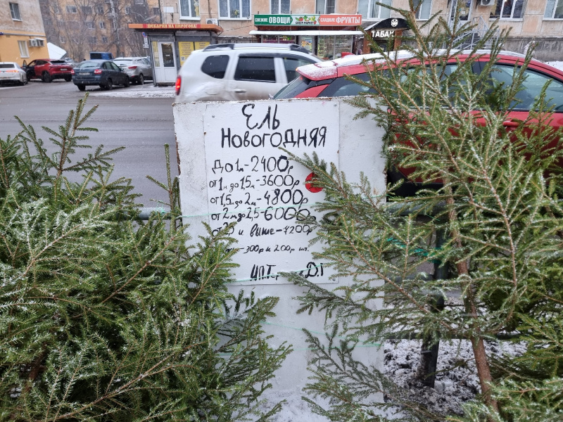    Где и по какой цене продают новогодние живые елки в Петрозаводске Ириан Яковлева