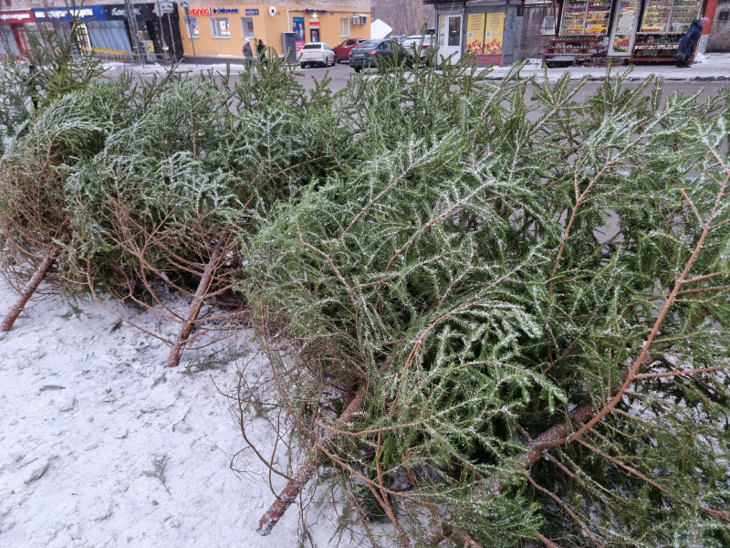    Где и по какой цене продают новогодние живые елки в Петрозаводске Ириан Яковлева