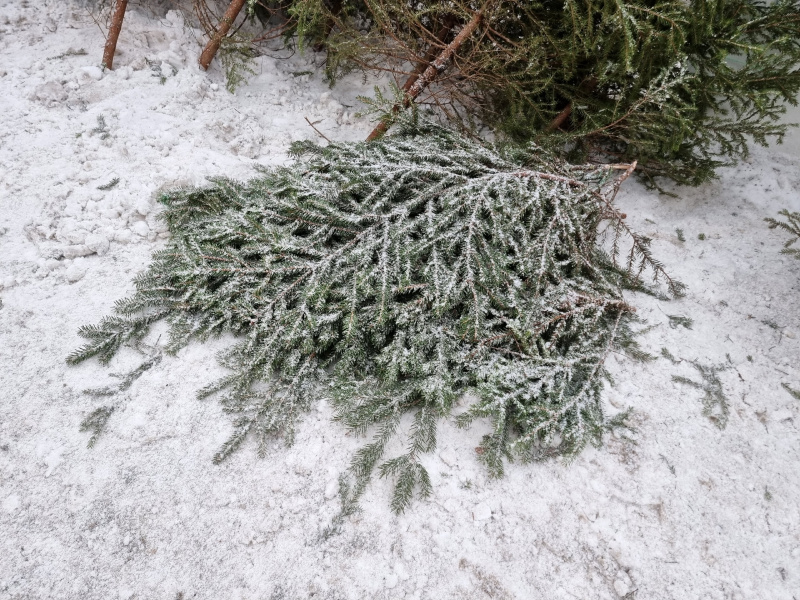    Где и по какой цене продают новогодние живые елки в Петрозаводске Ириан Яковлева