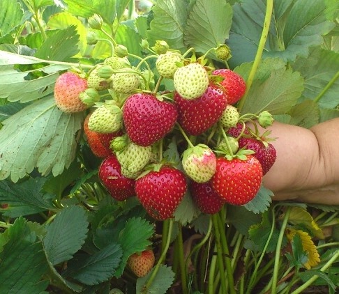 ЗЕМЛЯНИКА КРУПНОПЛОДНАЯ = КЛУБНИКА