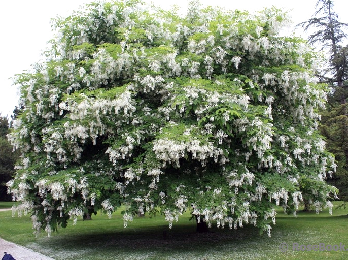 Белая акация (Робиния ложноакациевая)