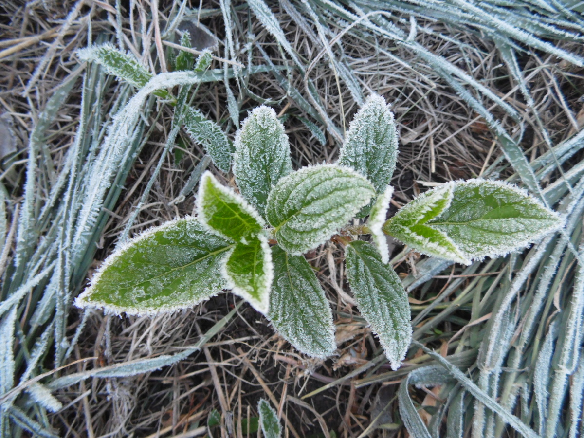 Возвратные заморозки 2025. 