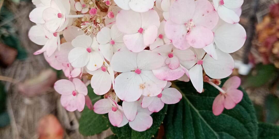 Гортензии. Удачи и неудачи