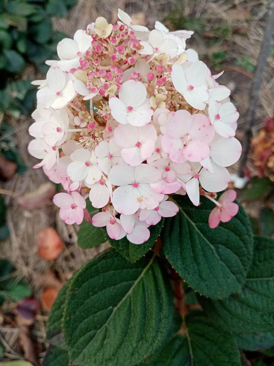 Самарская лидия.