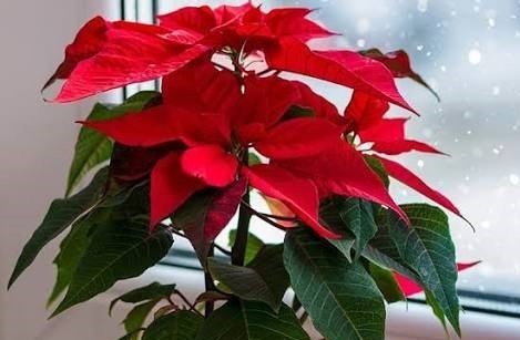 Пуансеттия. 