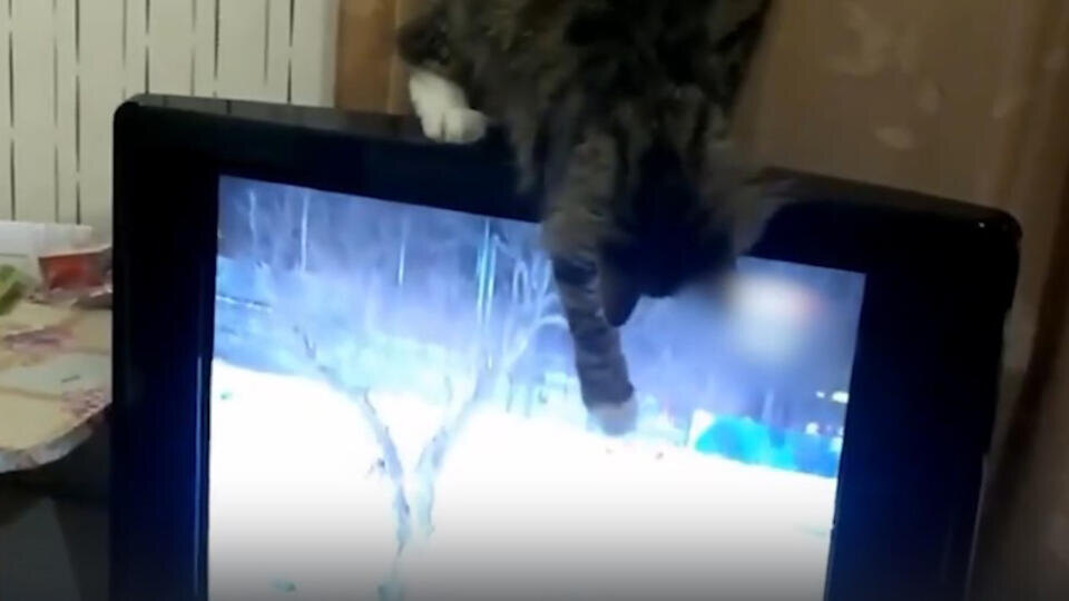 ФОТО: Кадр из программы "Как устроен мир", РЕН ТВ