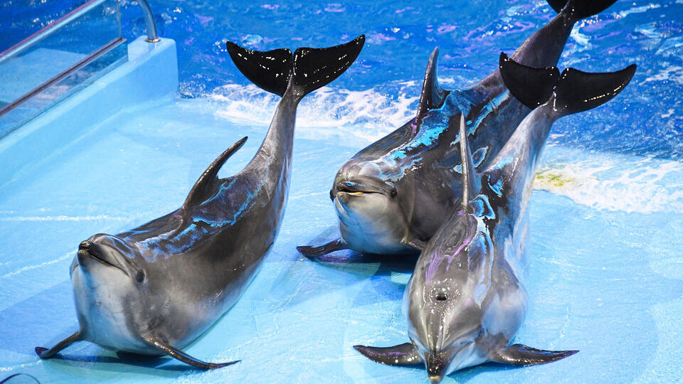 Фото: РИА Новости/Виталий Аньков