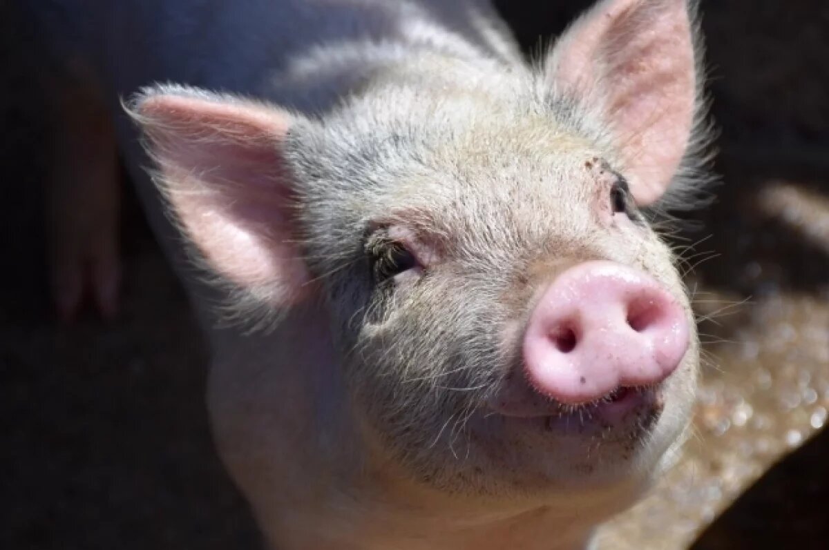    В Омской области увеличат производство свинокомплекса «Чунаевский-2»