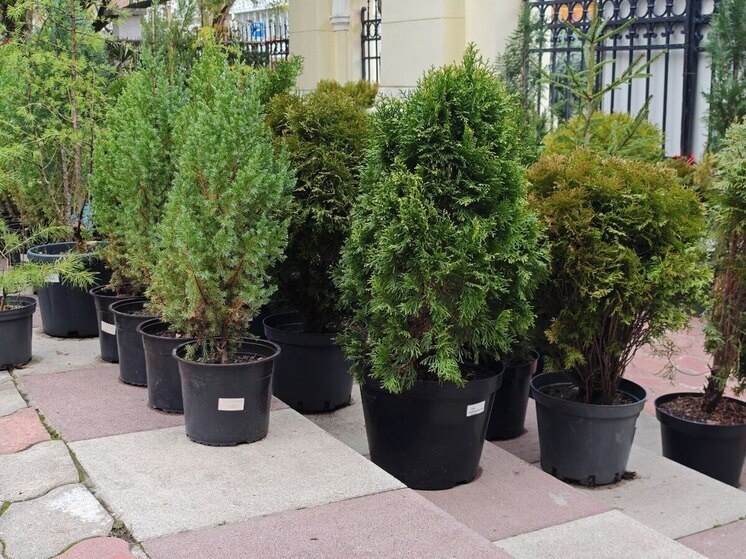     Фото: t.me/mcusochi