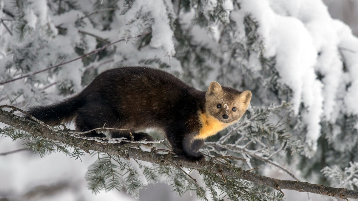    Фото: Wang LiQiang / Shutterstock / Fotodom