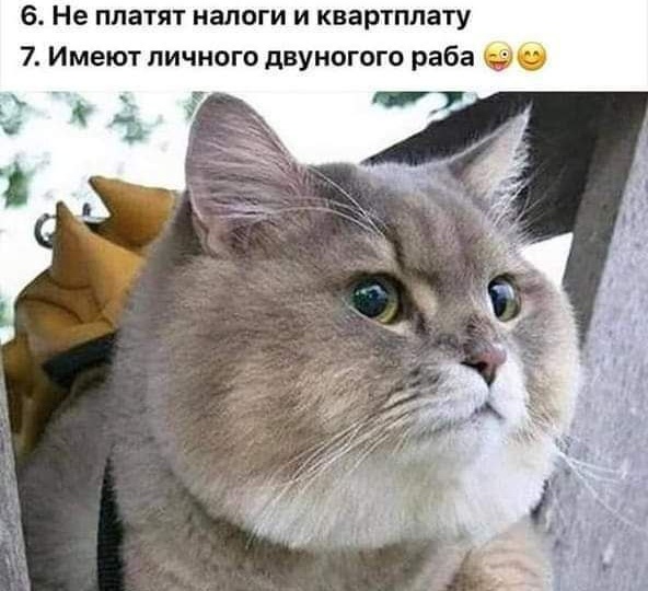 Байкал шампанского, пожалуйста! Пятничная подборка мемов